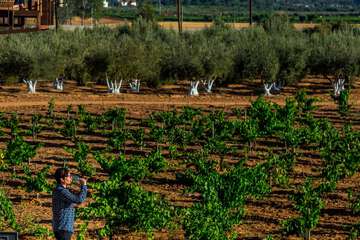 Vineyard