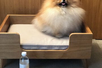 Pet-friendly