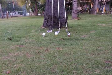 Mini-golf