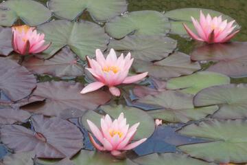 Photo 47
