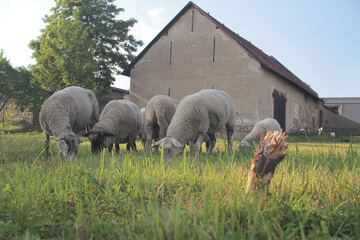 Game viewing