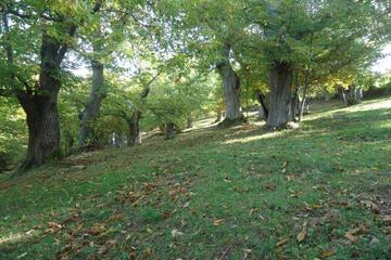 Photo 31