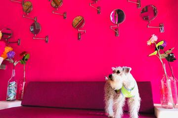 Pet-friendly