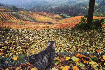 Vineyard