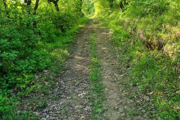 Photo 48