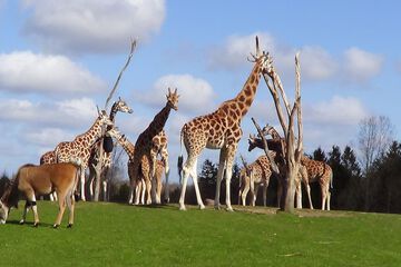 Game drive
