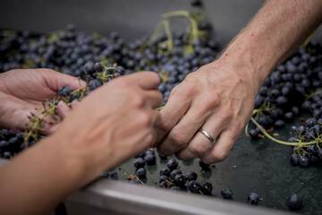 Winery