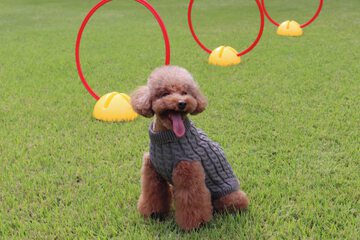 Pet-friendly amenities