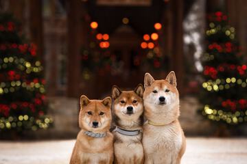 Pet-friendly