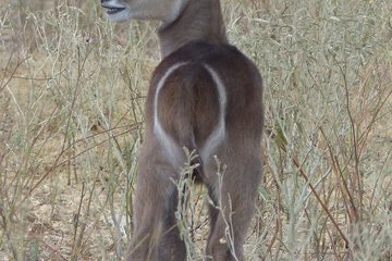 Game viewing