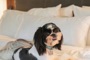 Pet-friendly