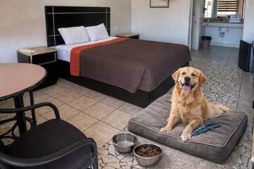 Pet-friendly