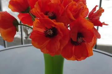 Photo 31