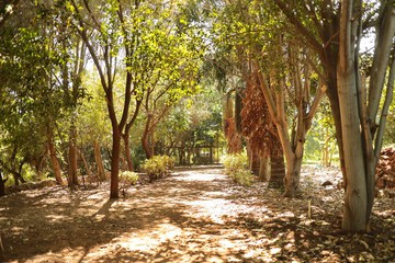 Garden view