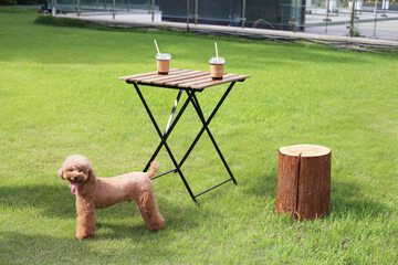 Pet-friendly amenities
