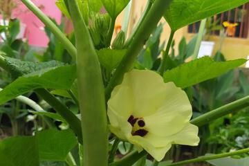 Photo 49