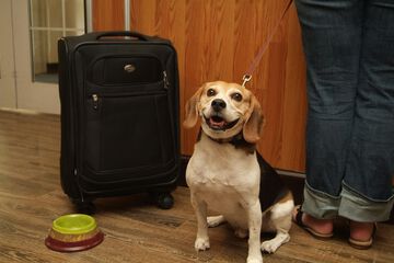 Pet Friendly 31 of 32