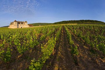 Vineyard