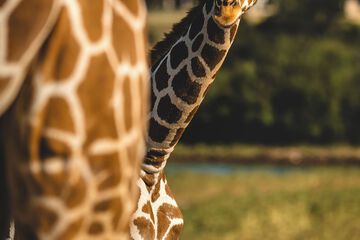 Safari