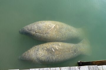 Dock