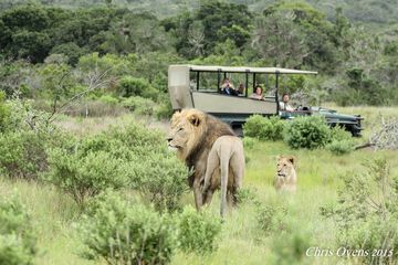 Game drive