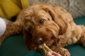 Pet-friendly