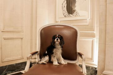 Pet-friendly