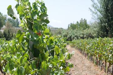 Vineyard