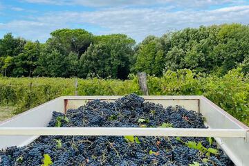 Winery