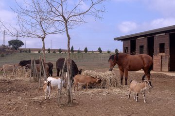 Game viewing