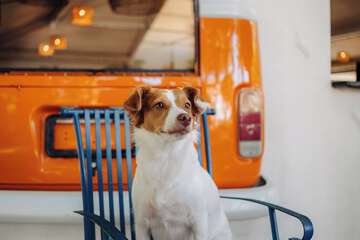 Pet-friendly amenities