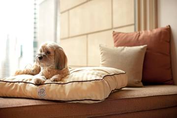 Pet Friendly 113 of 115