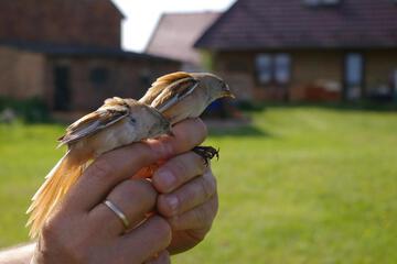 Photo 35