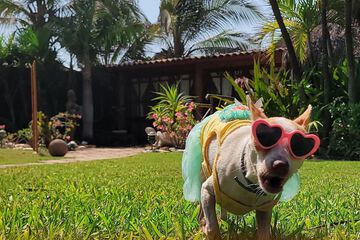 Pet-friendly