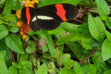 Photo 71