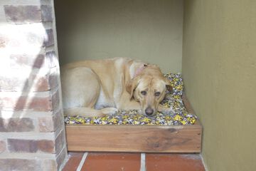 Pet-friendly