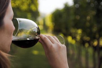 Vineyard
