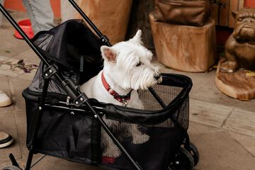 Pet-friendly amenities