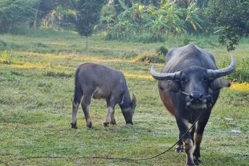 Game viewing