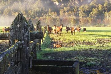 Horseback riding