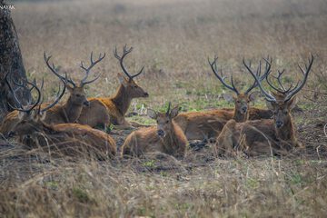 Game viewing