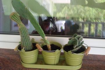 Photo 61