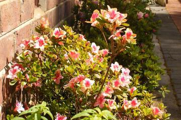 Photo 45