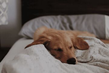 Pet-friendly