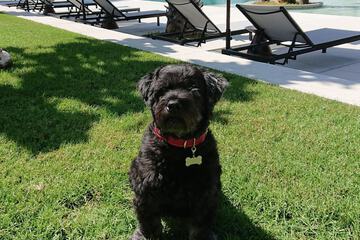 Pet-friendly