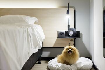 Pet-friendly amenities