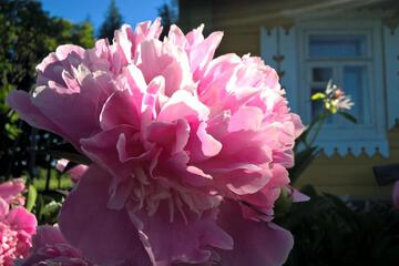 Photo 39