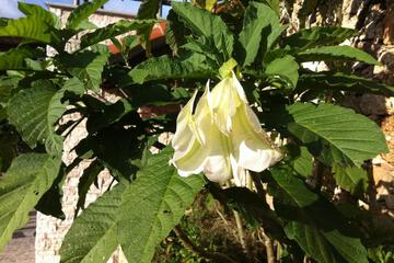 Photo 48