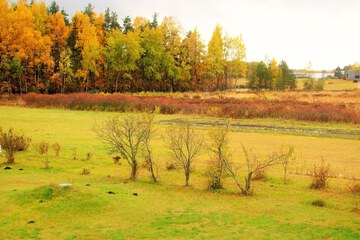 Garden view