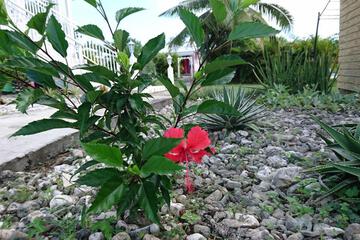 Photo 68